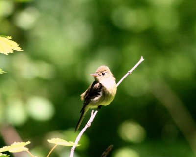 IMG_2513_crop1.jpg