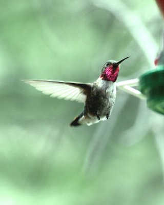 IMG_2723_crop.jpg