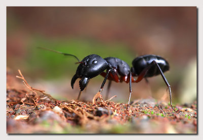 Ant Closeup