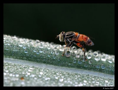 Bee in Dew