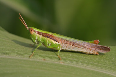 Hopper in Morning Light