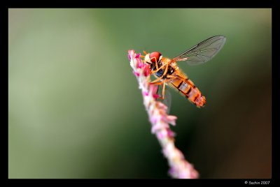 Hunt for Nectar