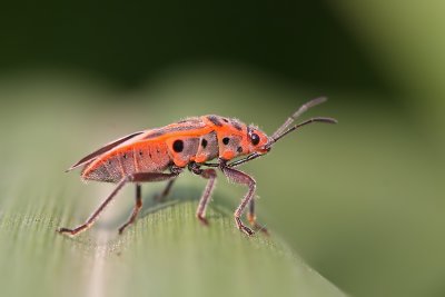 Red Bug