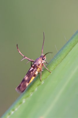 Weird Insect