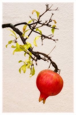 Bonsai Pomegranate.jpg