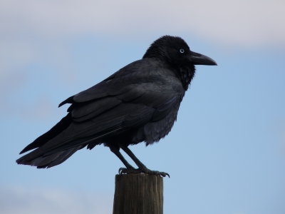 Corvus coronoides, Australian raven