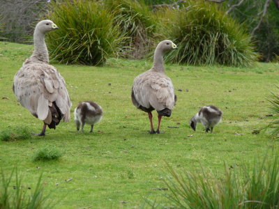 Cereopsis novaehollandiae, Cape Barren goose