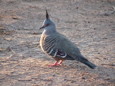 Ocyphaps lophotes, Crested pigeon