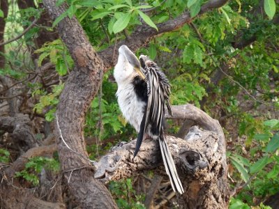 Anhinga melanogaster, Darter 01