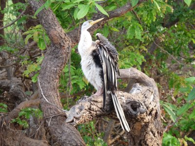 Anhinga melanogaster, Darter 02