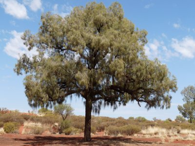 Allocasuarina decaisneana, Desert oak