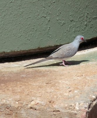 Geopelia cuneata, Diamond dove
