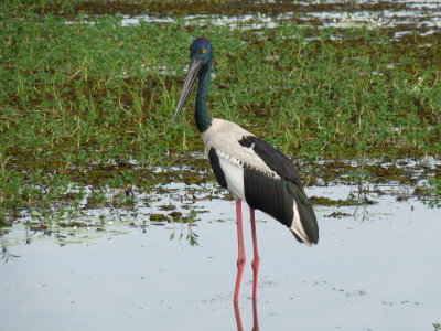 Ephippiorhynchus asiaticus, Black-necked stork 01