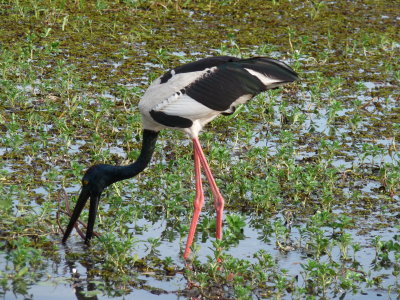 Ephippiorhyncus asiaticus, Black-necked stork 02
