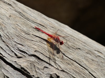 Diplacodes haematodes, Scarlet percher
