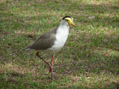 Vanellus miles, Masked lapwing