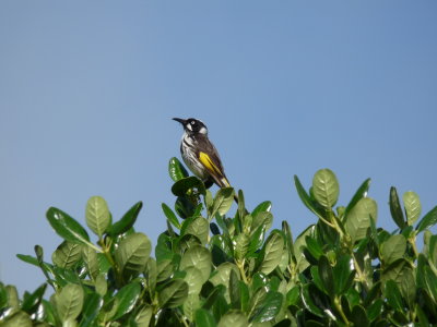 Phylidonyris novaehollandiae, New Holland honeyeater