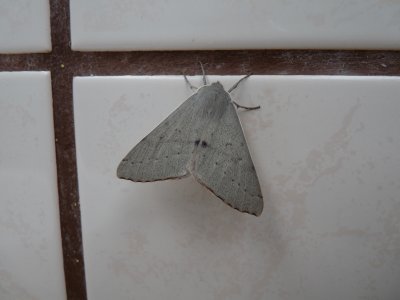 unknown Geometrid moth (who can help?)