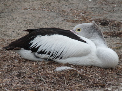 Pelecanus conspicillatus, Australian pelican 02