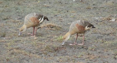 Dendrocygna eytoni, Plumed whistling duck