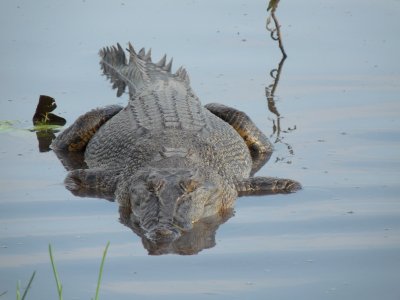 Crocodylus porosus, Saltwater crocodile 01