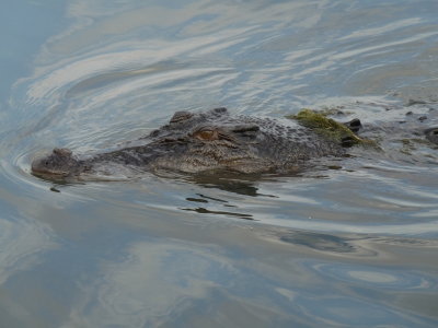 Crocodylus porosus, Saltwater crocodile 02
