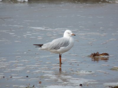 Larus novaehollandiae, Red billed gull 01