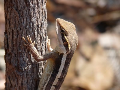 Amphibolurus gilberti, Tata-lizard 01