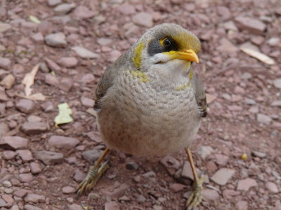 Manorina flavigula, Yellow-throated miner 01
