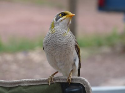 Manorina flavigula, Yellow-throated miner 02