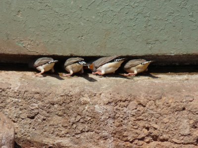 Taeniopygia guttata, Zebra finch