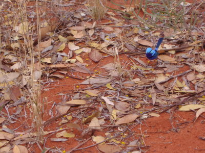 Malurus splendens, Splendid fairy wren