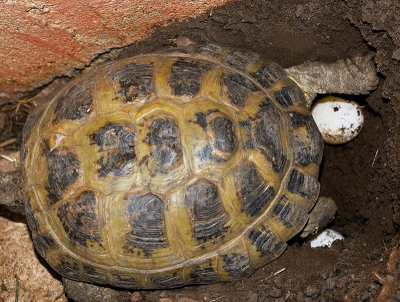 Russian tortoise eggs