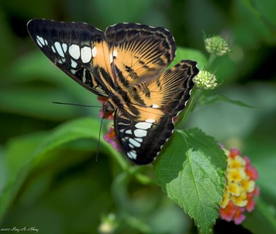 July 15, 2008: Butterfly