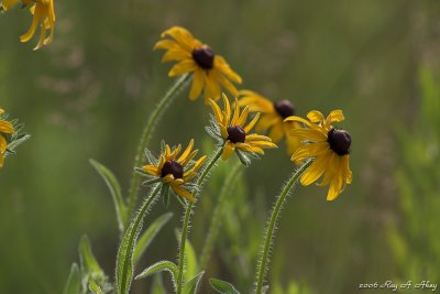 July 16, 2008: Flowers