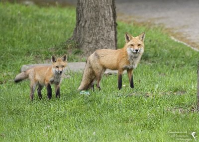 December 8, 2008: Foxes
