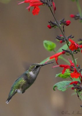September 28, 2006: Ruby-throated Hummingbird