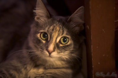 October 3, 2006: Smokey