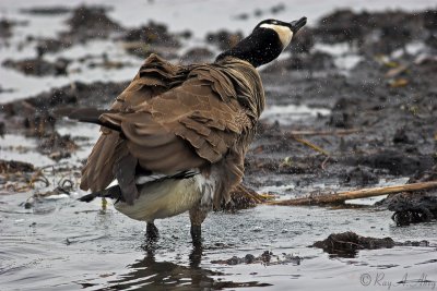October 6, 2006: Bathing Canada Goose