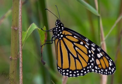 October 11, 2006: Monarch