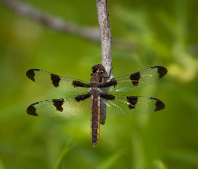 June 21, 2008: Common Whitetail
