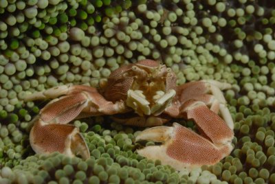 Porcelain Crab