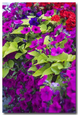 Portland has graciously left these gorgeous flowers in a planter on the docks.