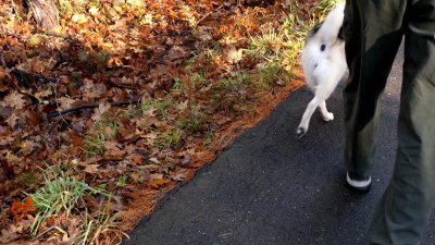 Nov. 16: It's off for the first walk on Annable Road.