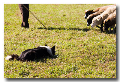 A sheepdog demonstration just about made our day!