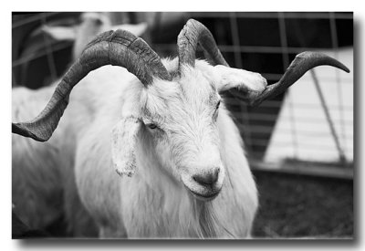 What is a male goat called? This one is definately MALE!