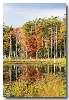 Oct. 5: Reid State Park Marsh is alight with fall color.
