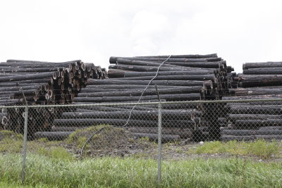 Piles of cut tree waiting to become plywood!