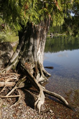 Here an old cedar tree sits at water's edge.