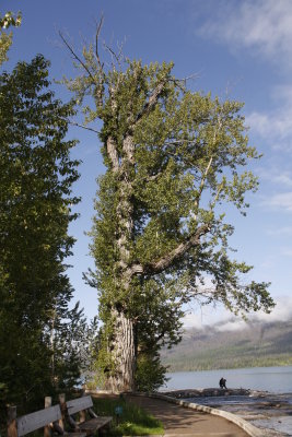 This tree is in front of the lodge and I suspect they cut it to open up the view....